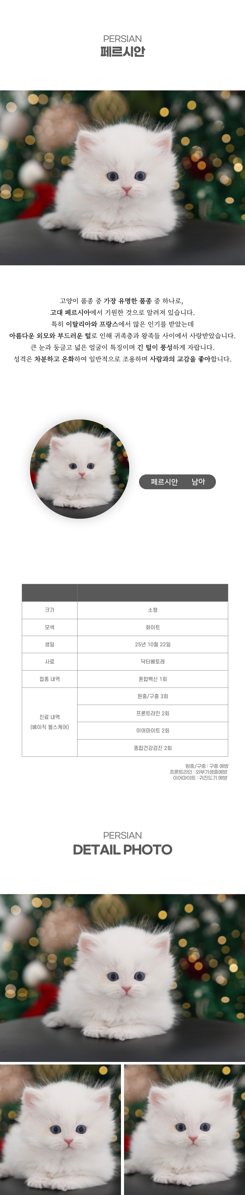 페르시안_상세이미지_2